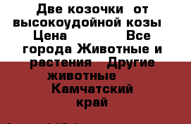 Две козочки  от высокоудойной козы › Цена ­ 20 000 - Все города Животные и растения » Другие животные   . Камчатский край